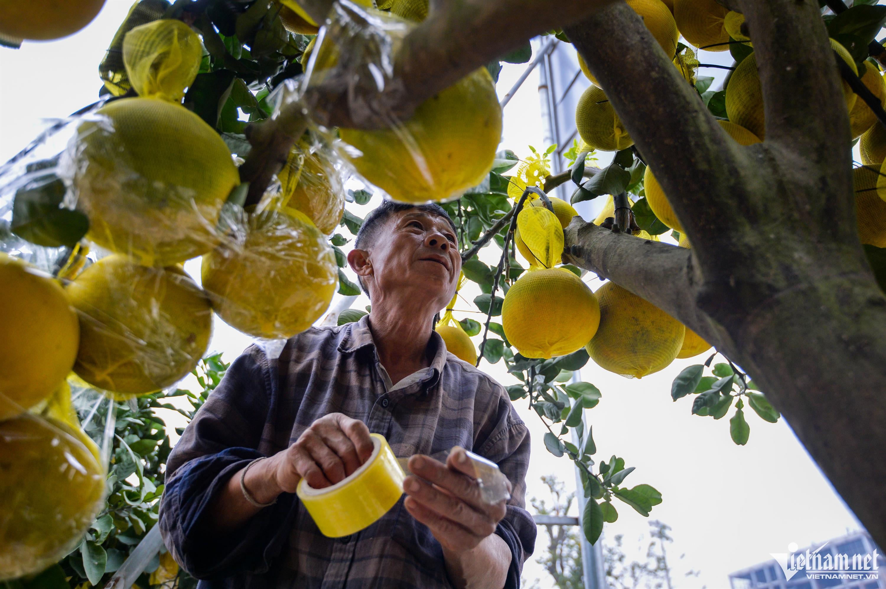 Cây bưởi Diễn trăm quả giá 200 triệu đồng ở Hà Nội-9