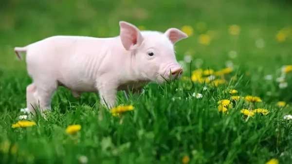 Tháng 1/2023: 3 con giáp phất lên như diều gặp gió, 1 tuổi khốn đốn, khó đủ đường-1