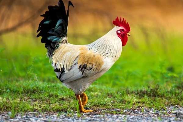 Tháng 1/2023: 3 con giáp phất lên như diều gặp gió, 1 tuổi khốn đốn, khó đủ đường-2