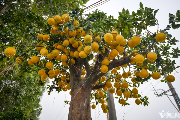 Bưởi Diễn thế trực huyền ‘độc nhất’ giá 150 triệu đồng xuống phố chơi Tết-12