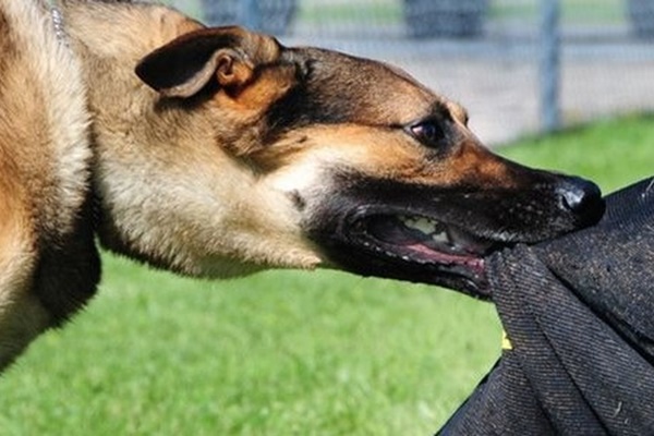 Nam thanh niên tử vong sau khi ăn thịt con chó cắn mình-1