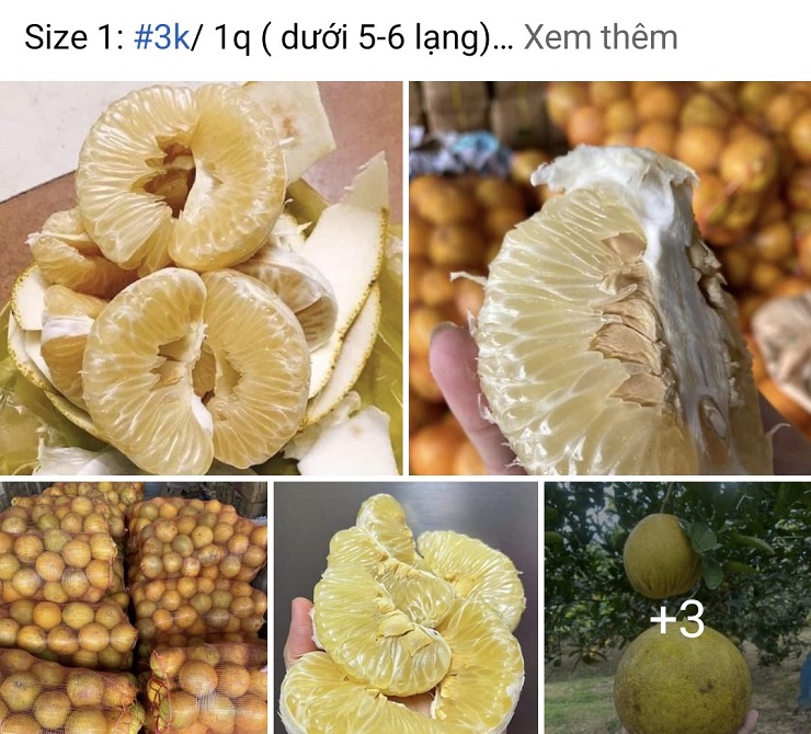 Bưởi Diễn được rao bán trên chợ mạng với giá rẻ như cho, chỉ từ 3.000 đồng/quả-1