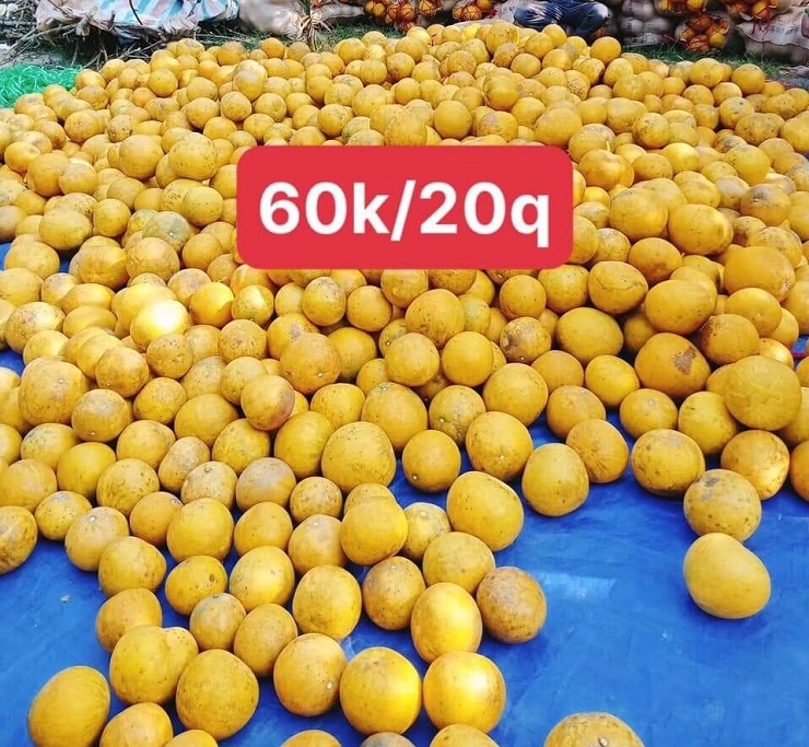 Bưởi Diễn được rao bán trên chợ mạng với giá rẻ như cho, chỉ từ 3.000 đồng/quả-2