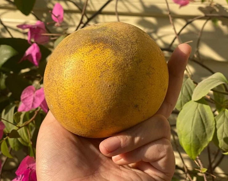 Bưởi Diễn được rao bán trên chợ mạng với giá rẻ như cho, chỉ từ 3.000 đồng/quả-5