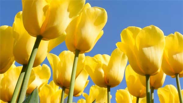 Sang năm 2023, 3 con giáp phát huy điểm mạnh, khắc phục điểm yếu, đạt thành tích vượt trội-3