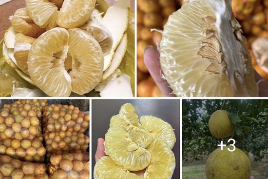 Bưởi Diễn được rao bán trên chợ mạng với giá rẻ như cho, chỉ từ 3.000 đồng/quả