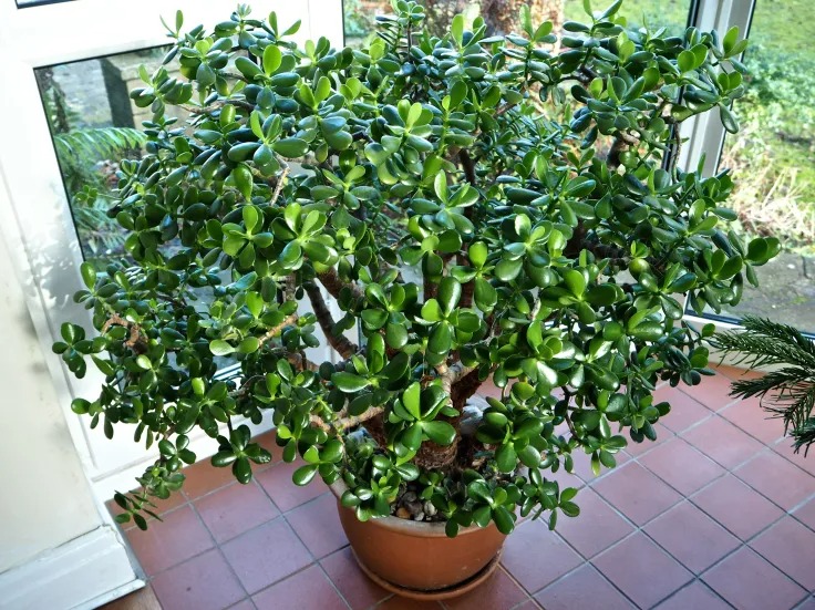 Người xưa nói: 4 cây cảnh này nở hoa có nghĩa hỷ sự đang đến, nhà bạn có điềm lành chưa?-2