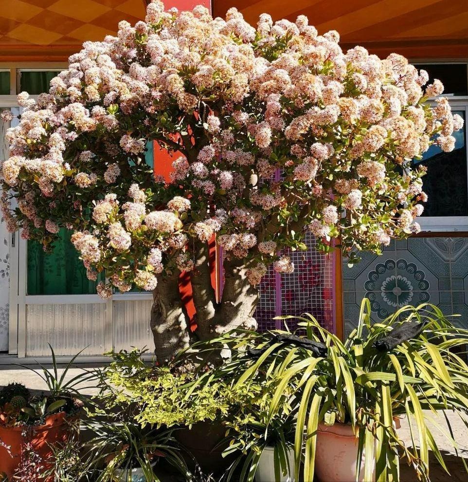 Người xưa nói: 4 cây cảnh này nở hoa có nghĩa hỷ sự đang đến, nhà bạn có điềm lành chưa?-3