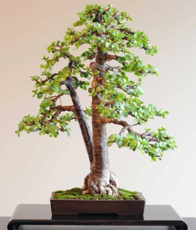 Người xưa nói: 4 cây cảnh này nở hoa có nghĩa hỷ sự đang đến, nhà bạn có điềm lành chưa?-4