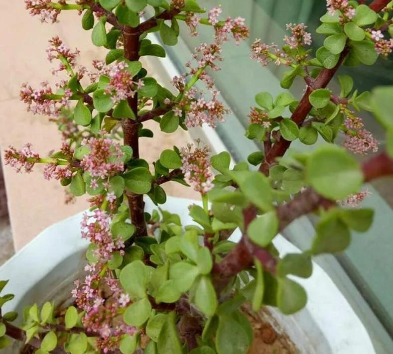 Người xưa nói: 4 cây cảnh này nở hoa có nghĩa hỷ sự đang đến, nhà bạn có điềm lành chưa?-5