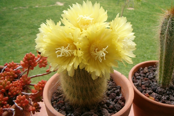 5 cây cảnh thể hiện phú quý vinh hoa, thắp sáng sân nhà, ngụ ý sung túc, thịnh vượng-11