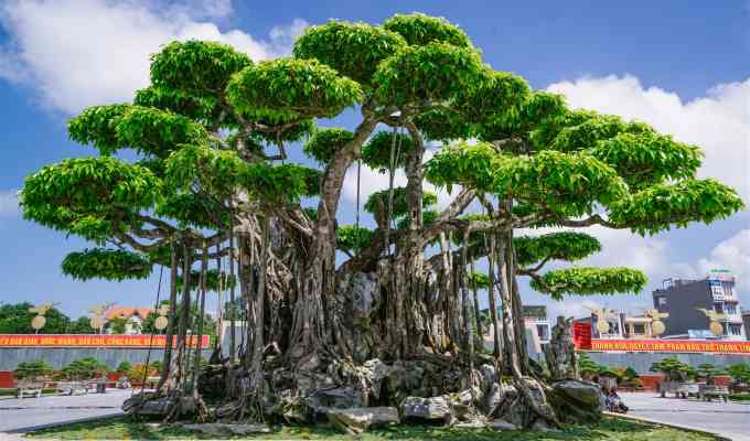 Ly kỳ siêu cây cảnh của đại gia xứ Thanh được định giá 460 tỷ, có người mua không bán-1