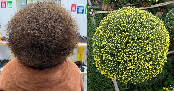 Hí hửng làm tóc đón Tết, nhiều chị em khóc ròng vì tiền mất tật mang-3