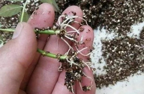 Tưới 1 thìa nước đường cho cây, điều kỳ diệu sẽ xảy ra, nhiều người tiếc hùi hụi vì bây giờ mới biết-3