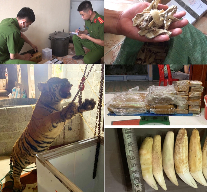 Mua con hổ về xẻ thịt nấu cao, 5 người chia nhau 69 tháng tù-2