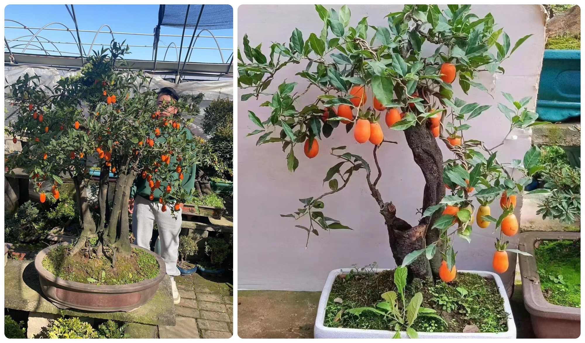 Loại cây lạ” của Trung Quốc hút khách, có cây giá hơn 100 triệu-1