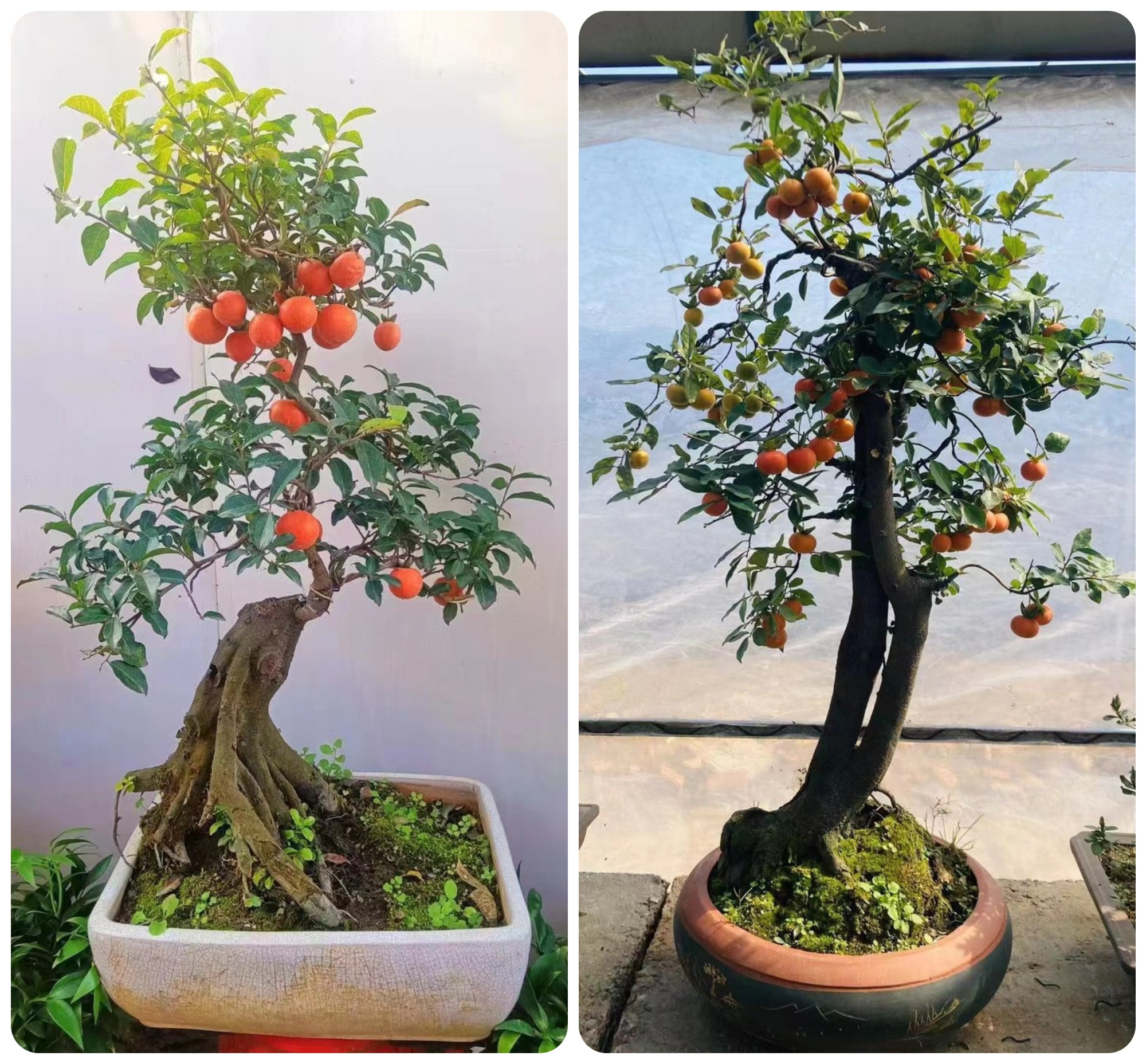 Loại cây lạ” của Trung Quốc hút khách, có cây giá hơn 100 triệu-2