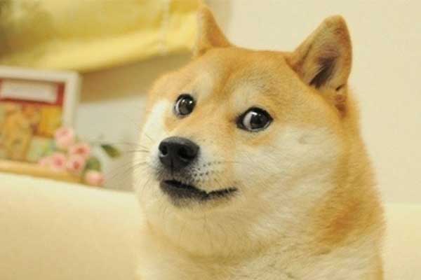 Chú chó biểu tượng Dogecoin lâm bệnh nặng-1