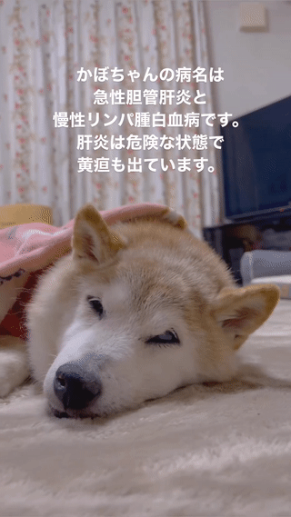 Chú chó biểu tượng Dogecoin lâm bệnh nặng-2