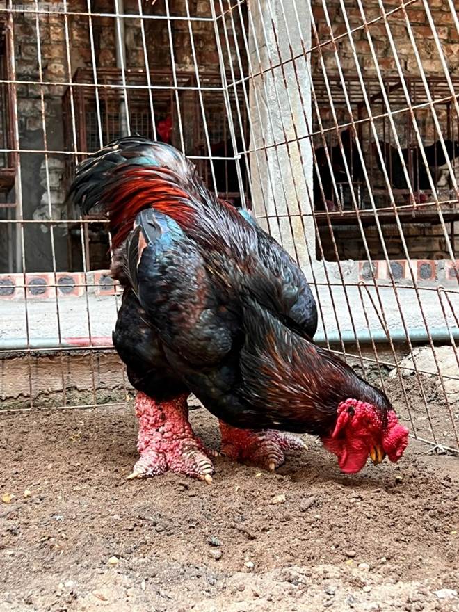 Chi chục triệu đồng săn ‘gà nằm lò sưởi’ ăn Tết vẫn thấp thỏm lo không có hàng-3