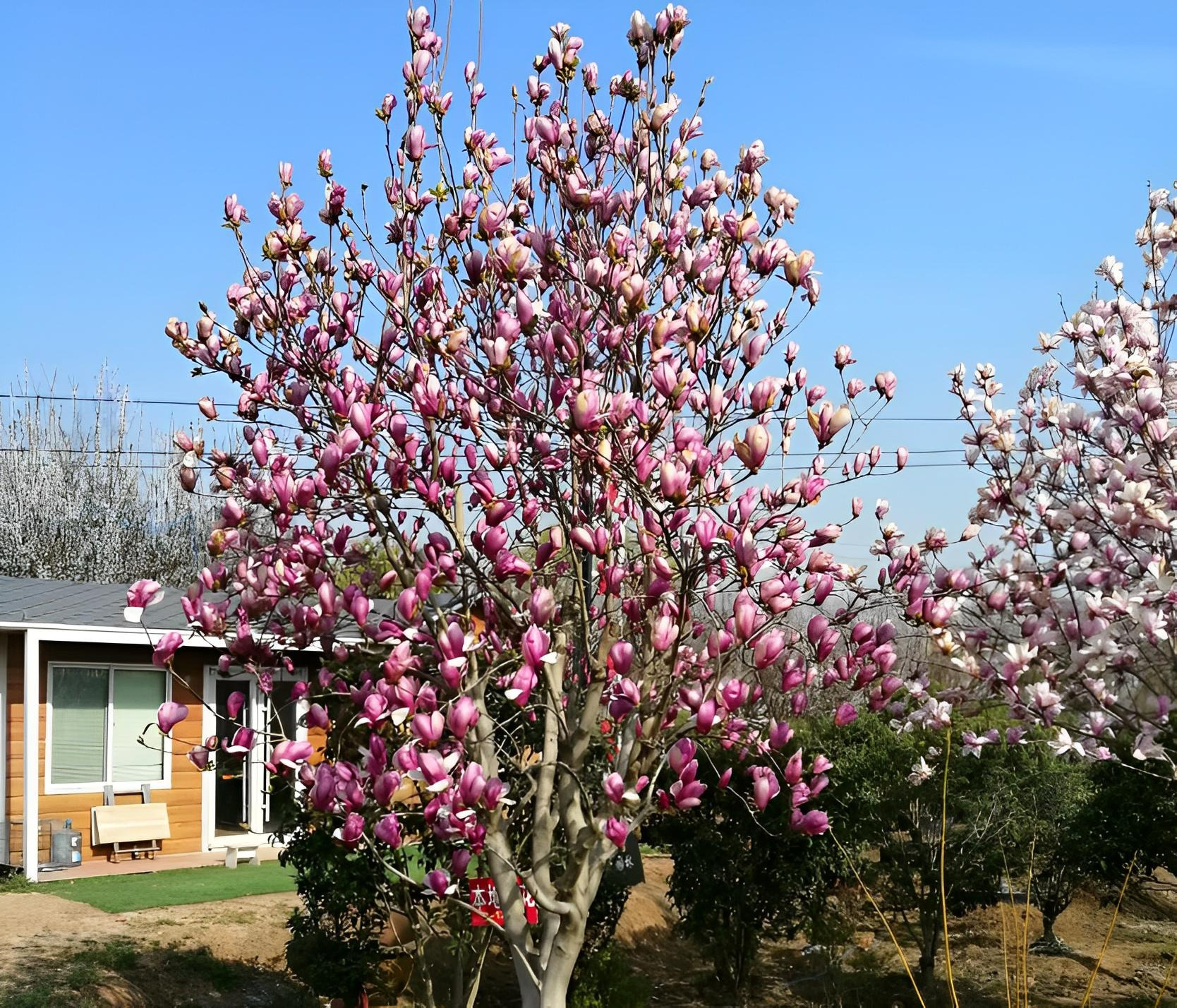 5 cây cảnh thể hiện phú quý vinh hoa, thắp sáng sân nhà, ngụ ý sung túc, thịnh vượng-2