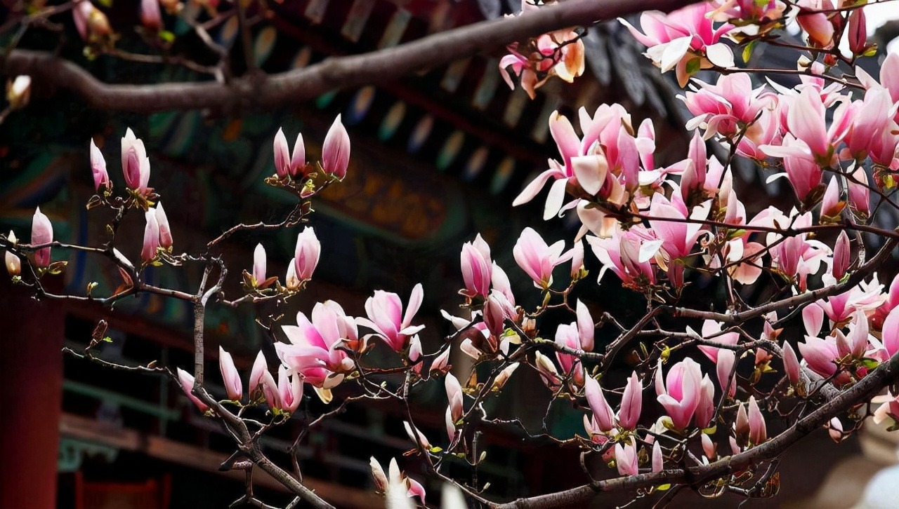 5 cây cảnh thể hiện phú quý vinh hoa, thắp sáng sân nhà, ngụ ý sung túc, thịnh vượng-3