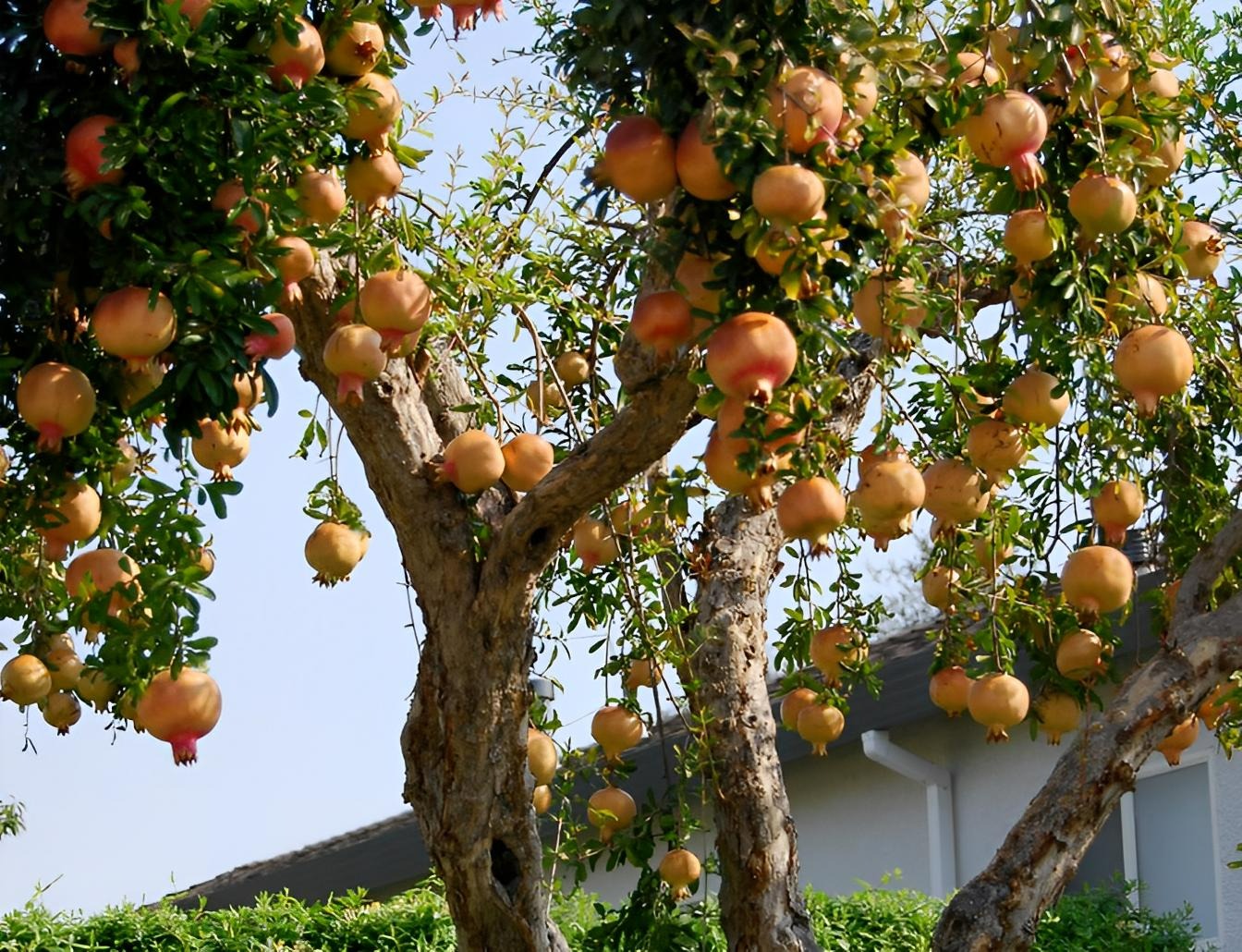 5 cây cảnh thể hiện phú quý vinh hoa, thắp sáng sân nhà, ngụ ý sung túc, thịnh vượng-6