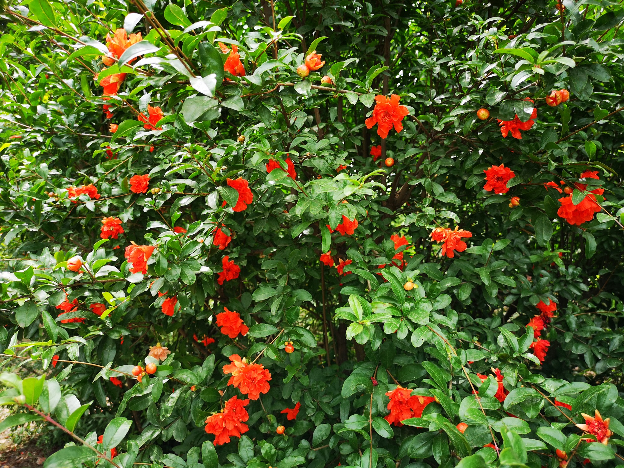 5 cây cảnh thể hiện phú quý vinh hoa, thắp sáng sân nhà, ngụ ý sung túc, thịnh vượng-7