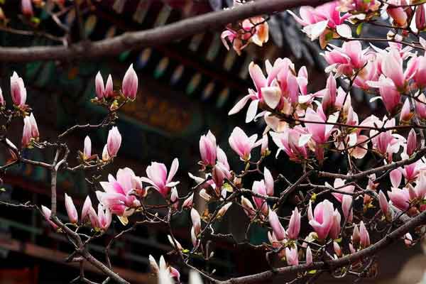 Người xưa nói cấm có sai: 5 loại cây vào nhà nào nhà ấy nghèo, mấy đời sau cũng chẳng khấm khá-5