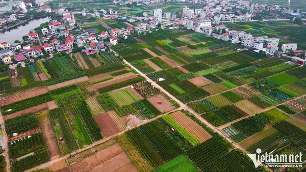 Quất lục bình, kiểu dáng trái tim có giá hàng chục triệu đồng ở thủ phủ cây cảnh-1