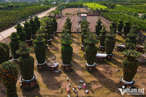 Quất lục bình, kiểu dáng trái tim có giá hàng chục triệu đồng ở thủ phủ cây cảnh-2