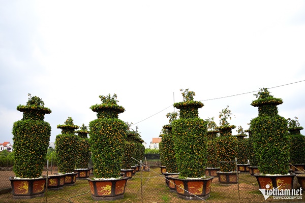 Quất lục bình, kiểu dáng trái tim có giá hàng chục triệu đồng ở thủ phủ cây cảnh-3