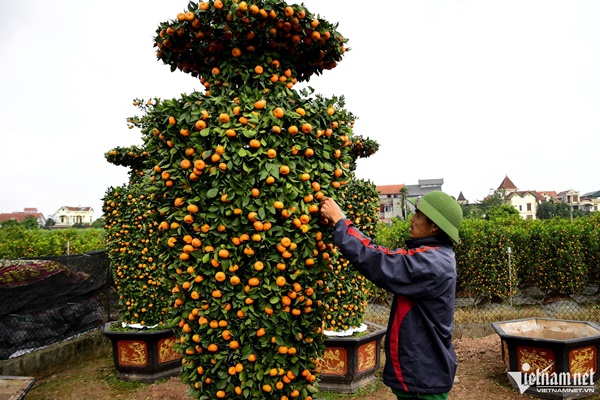 Quất lục bình, kiểu dáng trái tim có giá hàng chục triệu đồng ở thủ phủ cây cảnh-4