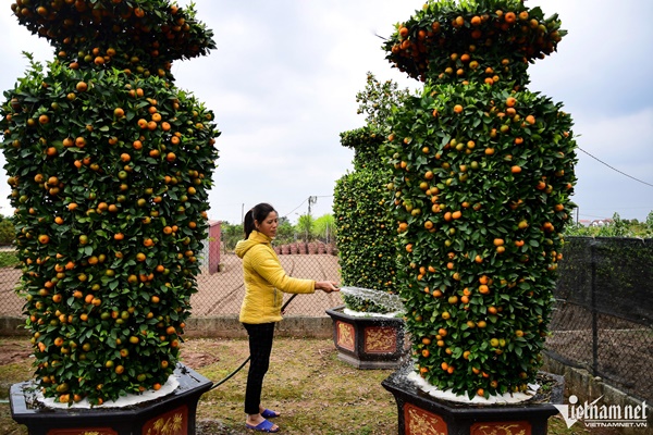 Quất lục bình, kiểu dáng trái tim có giá hàng chục triệu đồng ở thủ phủ cây cảnh-5