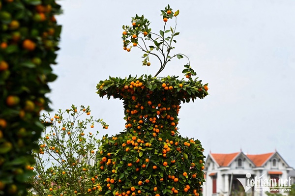 Quất lục bình, kiểu dáng trái tim có giá hàng chục triệu đồng ở thủ phủ cây cảnh-6