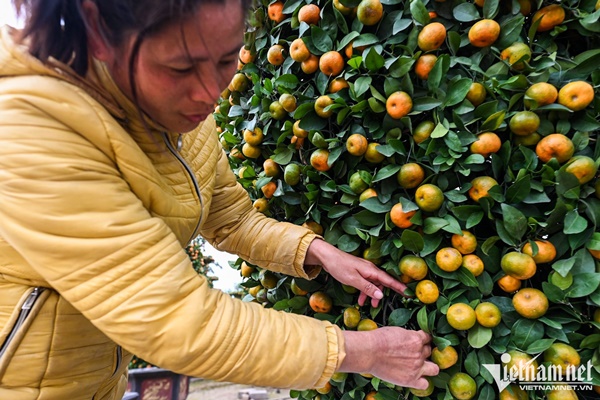 Quất lục bình, kiểu dáng trái tim có giá hàng chục triệu đồng ở thủ phủ cây cảnh-7