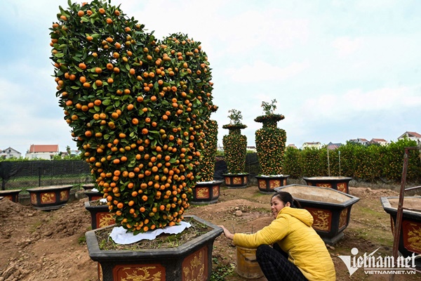 Quất lục bình, kiểu dáng trái tim có giá hàng chục triệu đồng ở thủ phủ cây cảnh-9