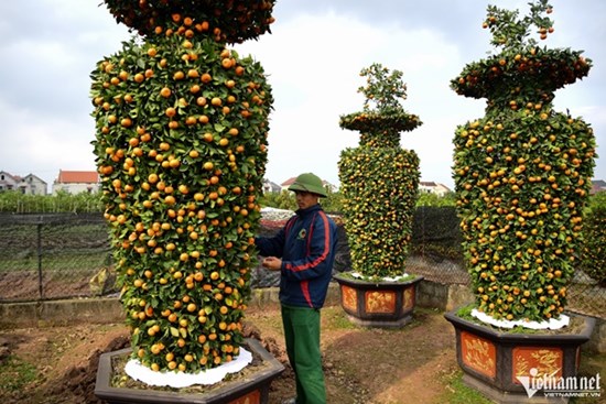 Quất lục bình, kiểu dáng trái tim có giá hàng chục triệu đồng ở thủ phủ cây cảnh