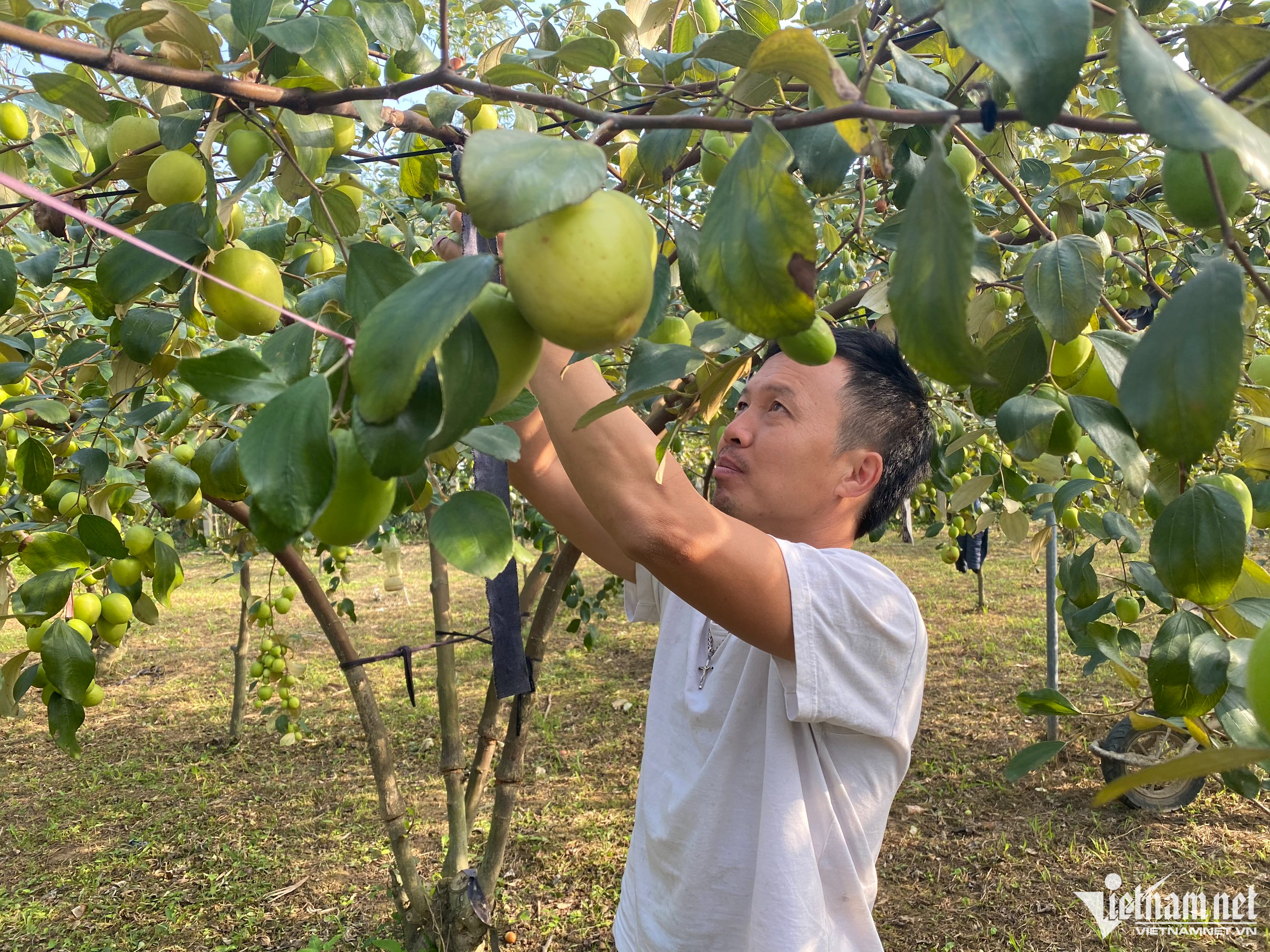 Liều trồng 300 gốc táo ở vùng ‘đất chết’, thu cả trăm triệu đồng-1
