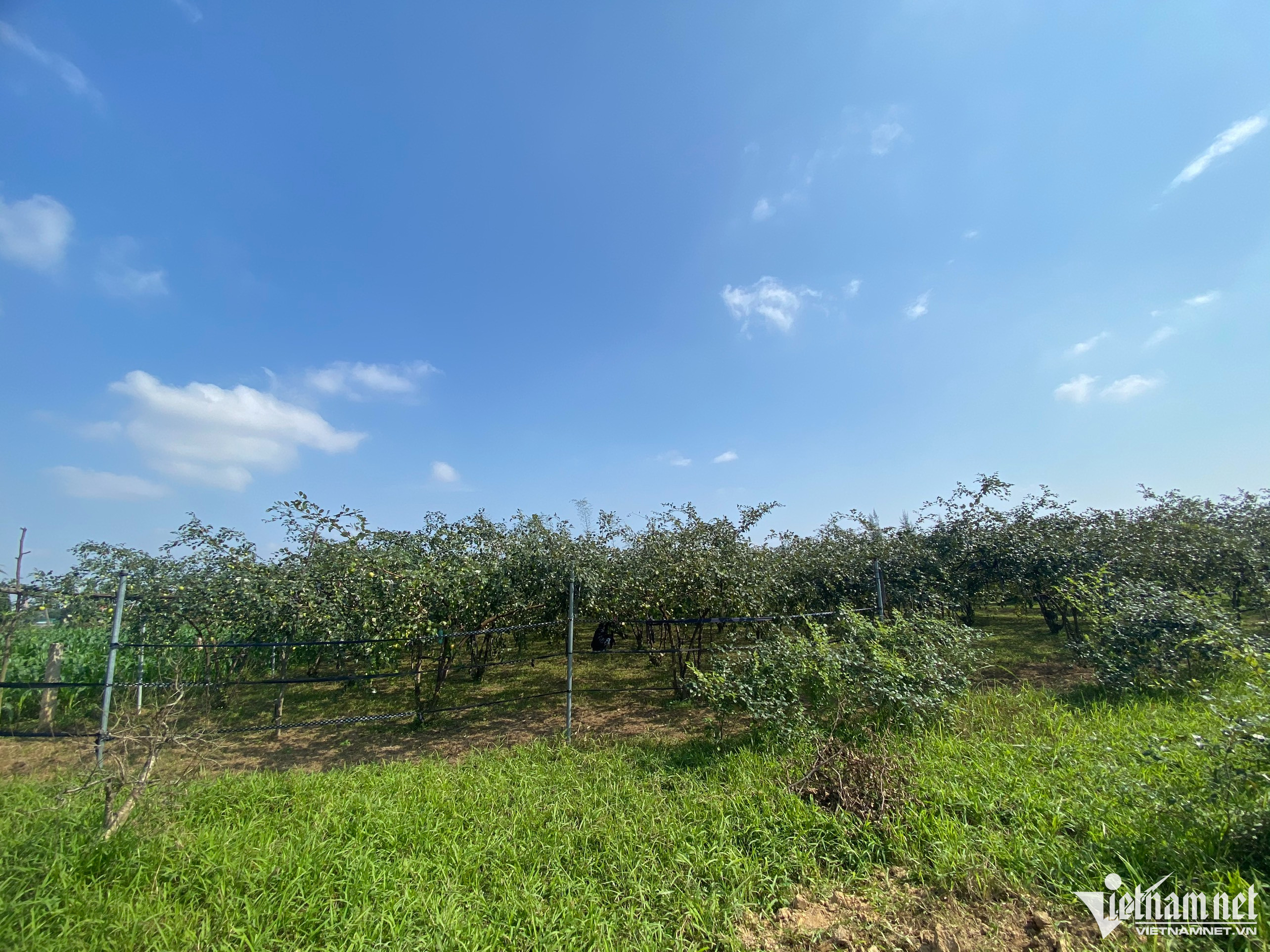 Liều trồng 300 gốc táo ở vùng ‘đất chết’, thu cả trăm triệu đồng-2