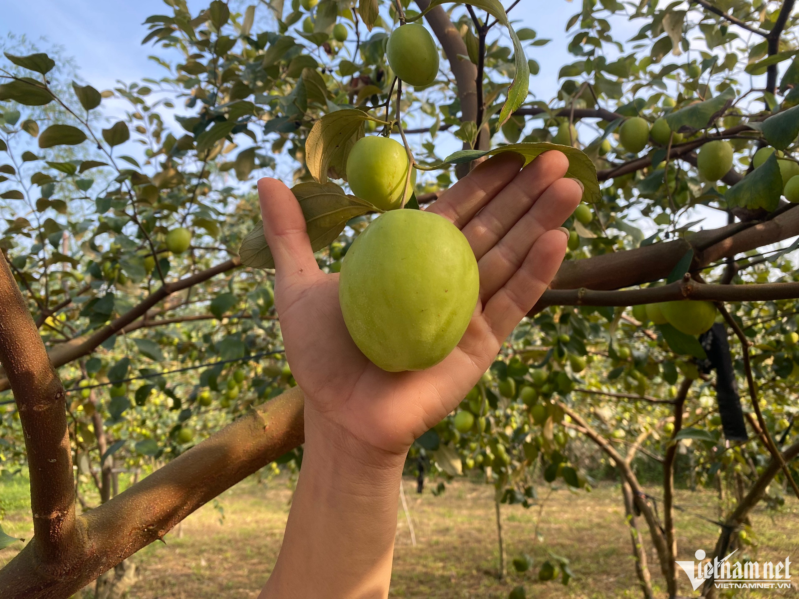 Liều trồng 300 gốc táo ở vùng ‘đất chết’, thu cả trăm triệu đồng-3