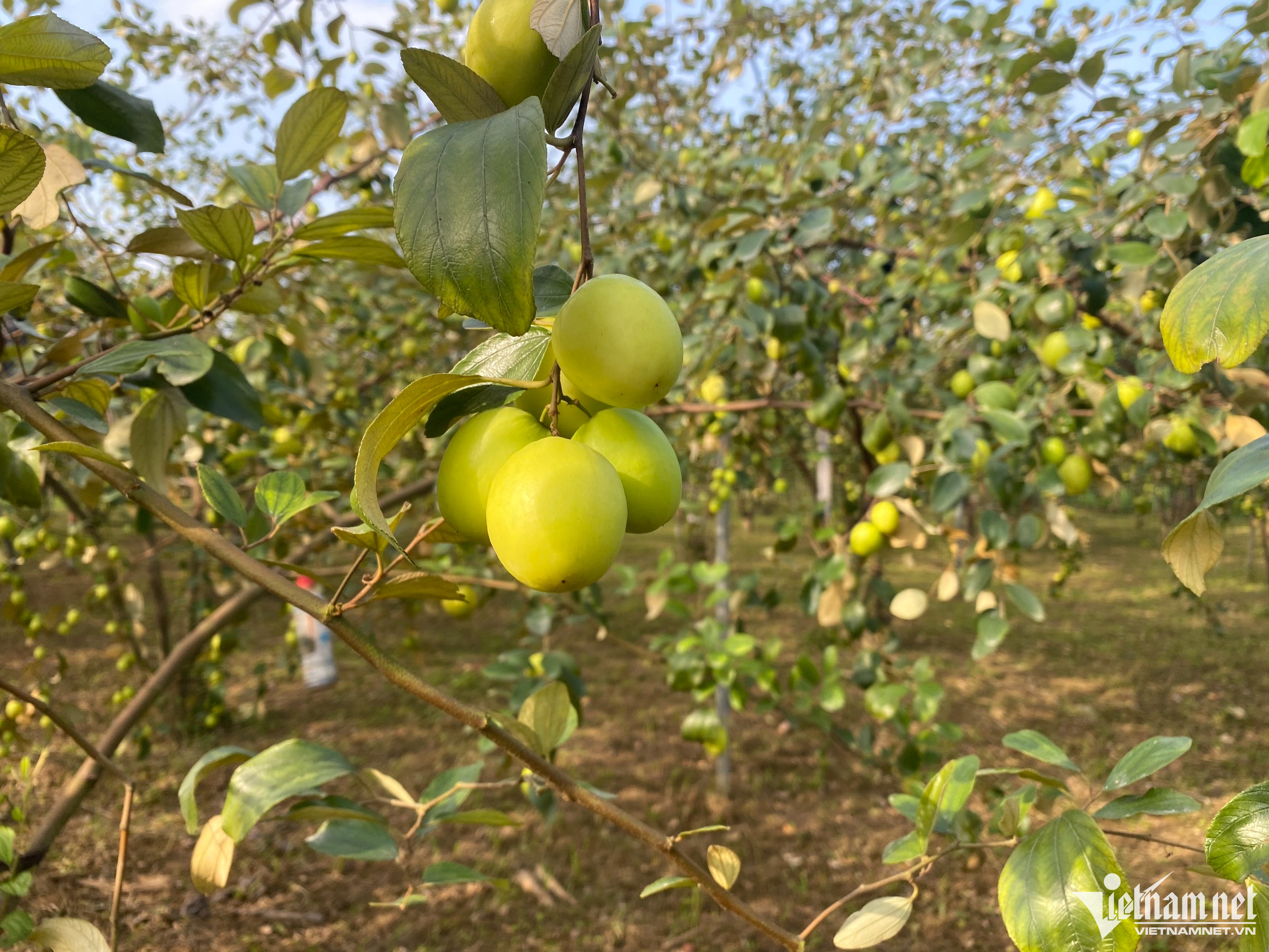 Liều trồng 300 gốc táo ở vùng ‘đất chết’, thu cả trăm triệu đồng-4