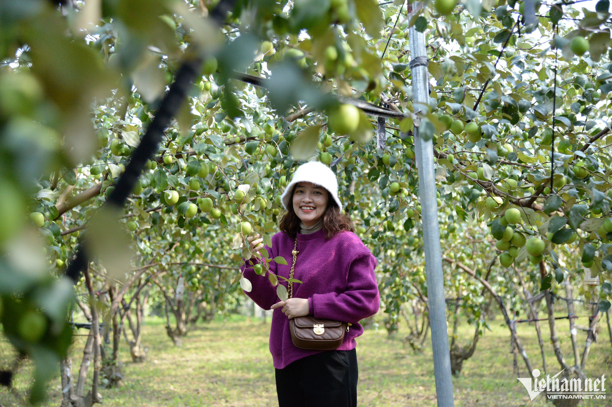 Liều trồng 300 gốc táo ở vùng ‘đất chết’, thu cả trăm triệu đồng-5