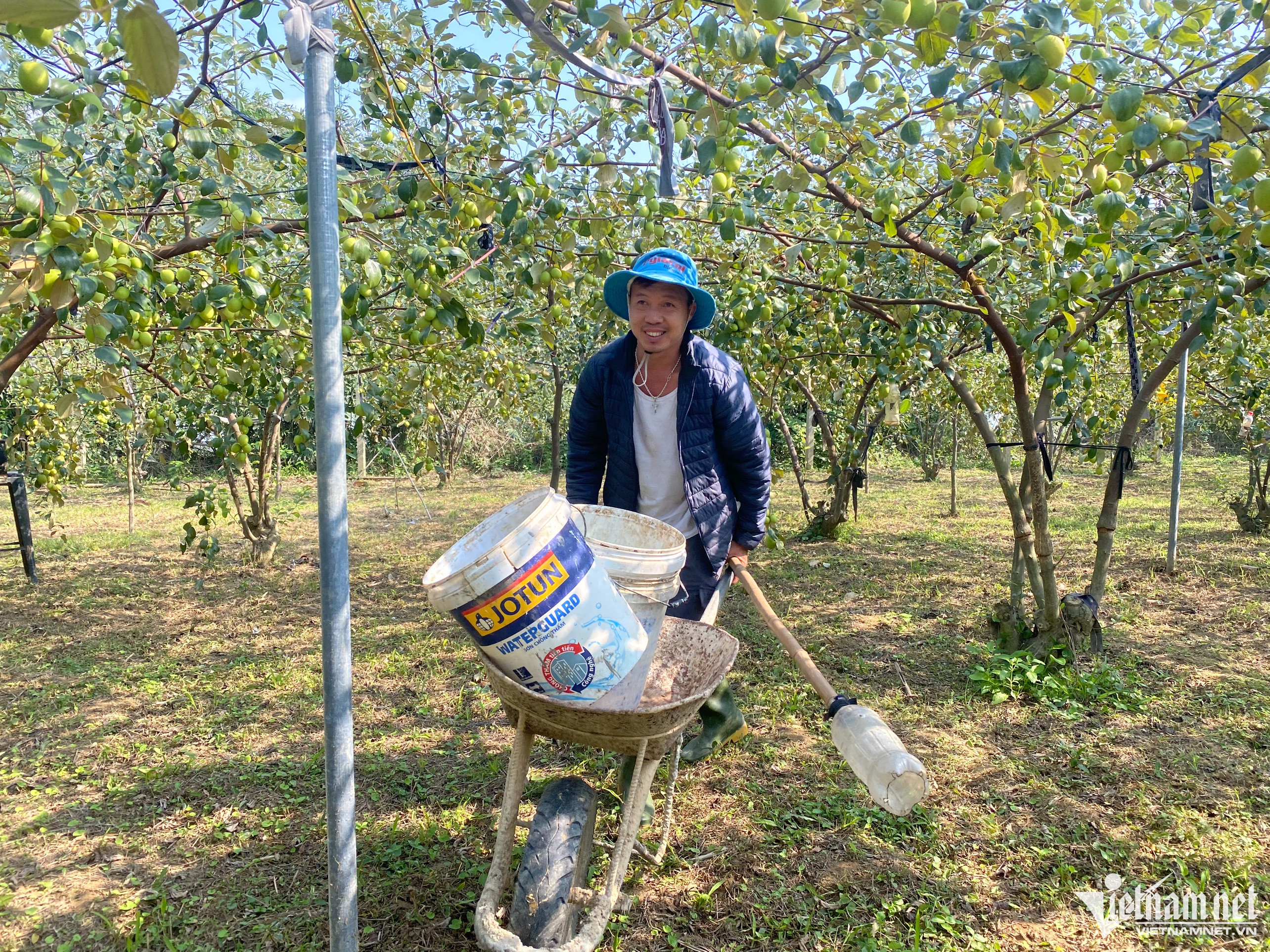 Liều trồng 300 gốc táo ở vùng ‘đất chết’, thu cả trăm triệu đồng-6