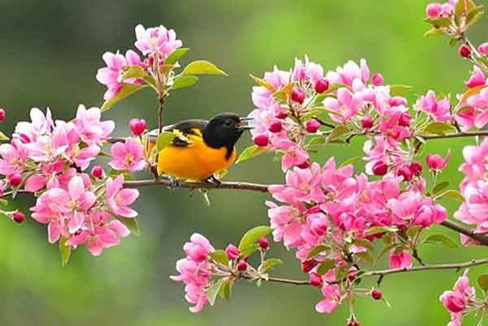 Từ ngày 9 tháng 12 Âm lịch, 4 con giáp đón vận may, thuận buồm xuôi gió trước thềm năm mới