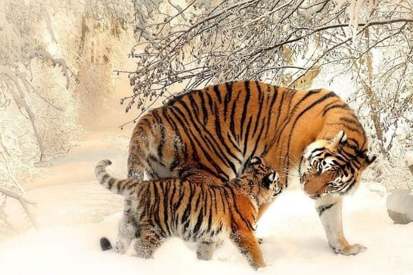 Mệnh trời đã định: 3 con giáp đỏ cả tình lẫn tiền, lộc lá đổ ào ào về túi trong 7 ngày tới-1