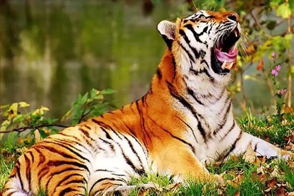 Tuần đầu tiên năm 2023, 3 con giáp có tài lộc bùng nổ, danh lợi về tay-4