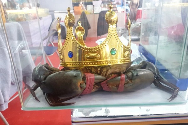 Cà Mau: Giá cua tăng gấp đôi khi Trung Quốc mở cửa-2