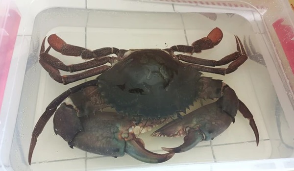 Con cua biển khổng lồ ở Cà Mau được hỏi mua với giá 40 triệu đồng-2