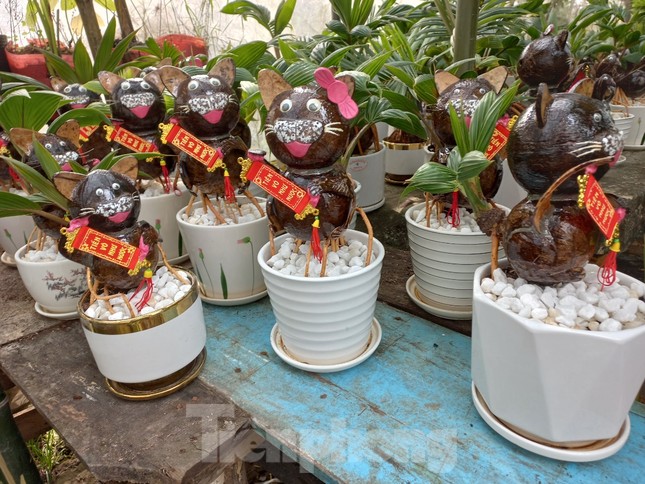 Ngộ nghĩnh mèo tài lộc từ dừa bonsai độc nhất vô nhị-2